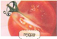 (בספר איור של נוגה ושביט משוחחים)